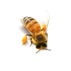Bee-PNG-Clipart